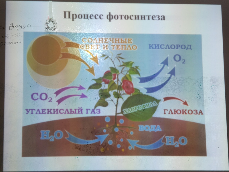 Открытый урок биологии, на тему: воздушное питание- фотосинтез.